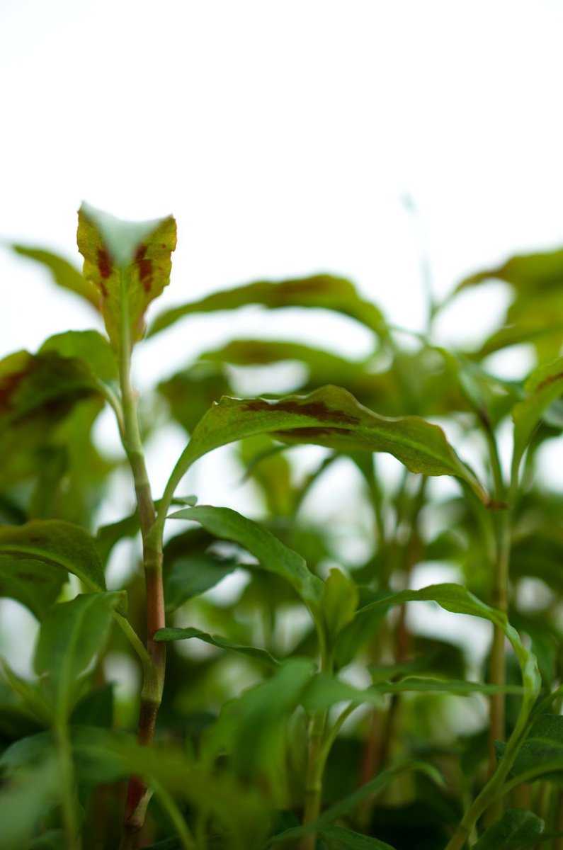 Vietnamesischer Koriander, Polygonum odoratum