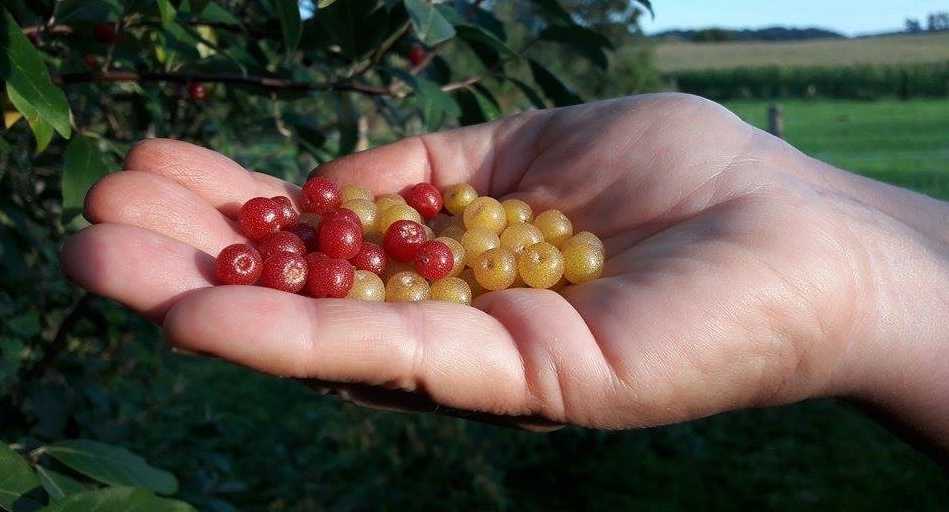 Von Mondbeeren, Sorbetbeeren, Seniorenbeeren und Kaugummibeeren