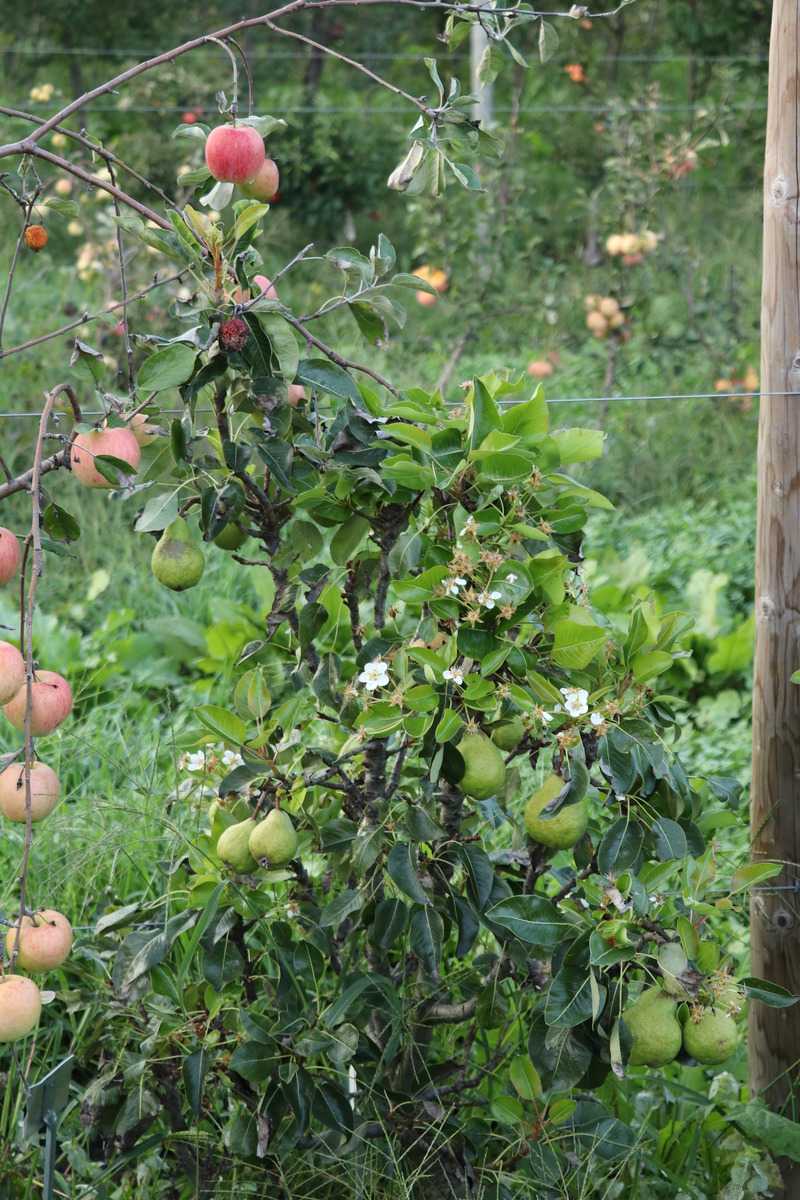 vorzeitige Blüte von Obstbäumen und Beerensträuchern Lubera