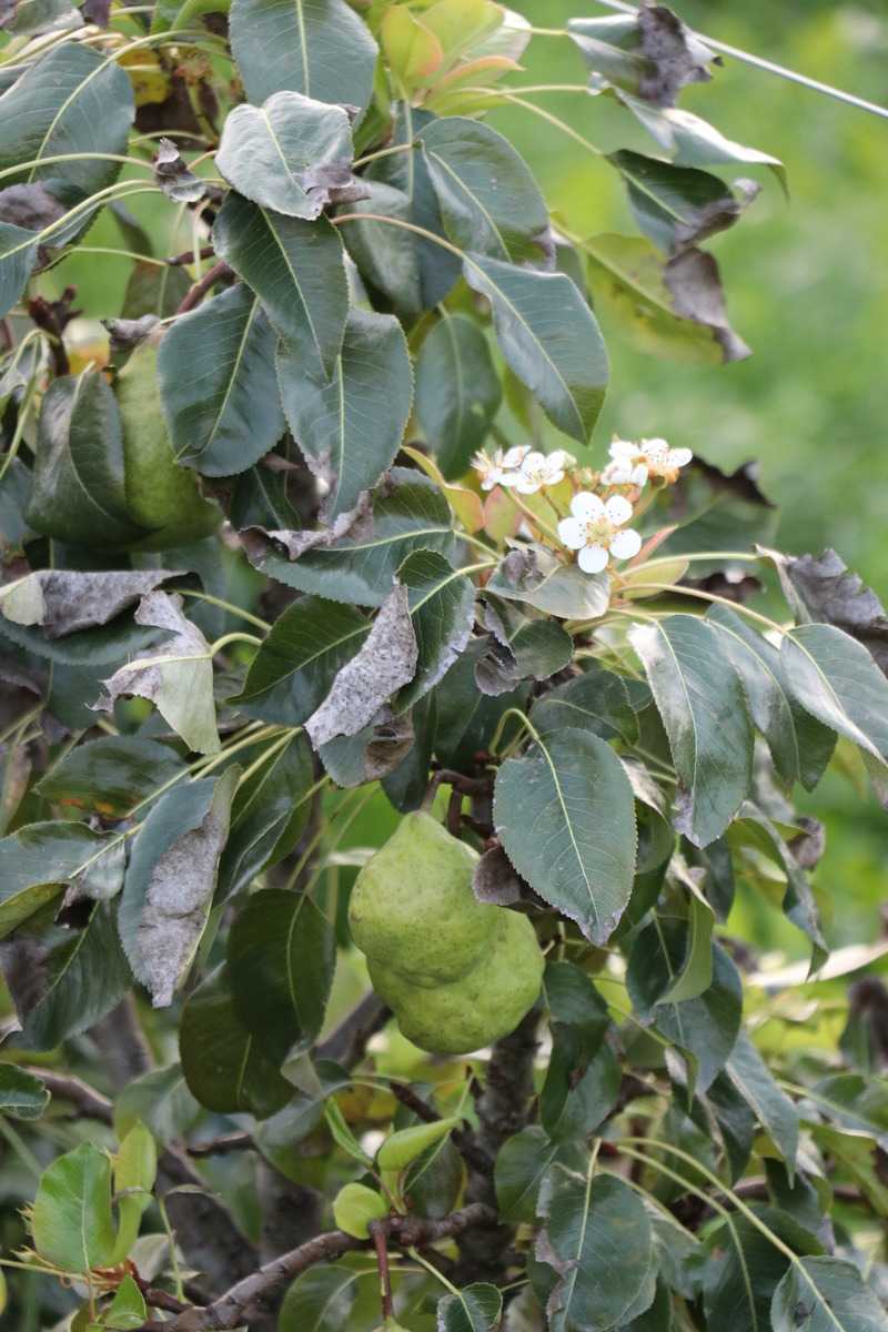 vorzeitige Blüten von Obstbäumen und Beerensträuchern Lubera