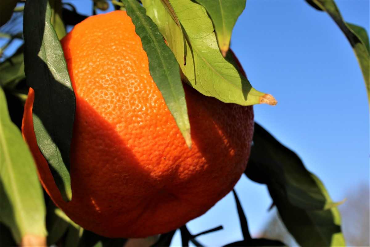 Salicifolia Lubera® Citrus Bitterorange aurantium - ¦ Weidenblättrige