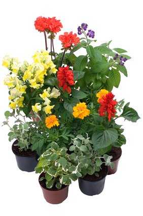 Pflanzen für Balkonkästen