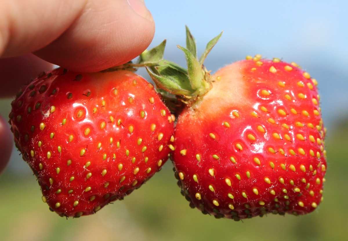 Wie schtze ich meine Erdbeeren vor der Kirschessigfliege