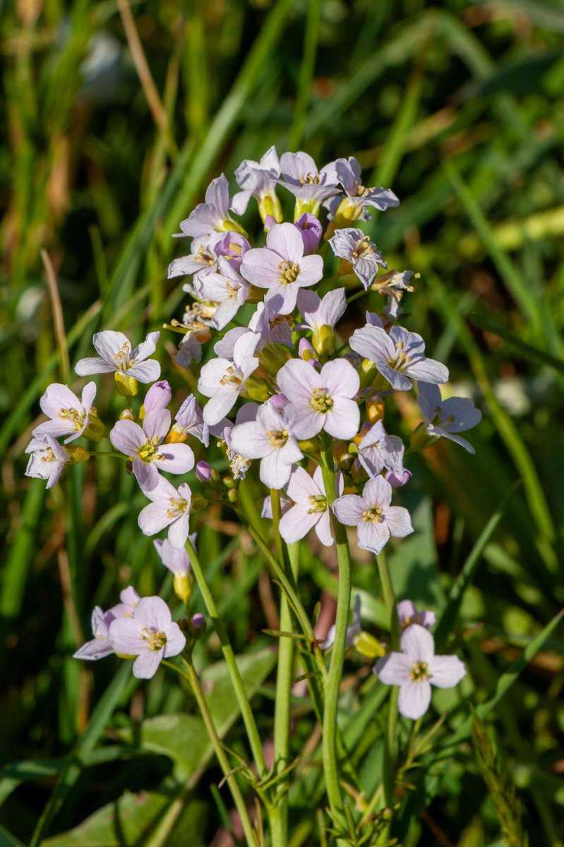 Wiesenkresse in voller Blüte