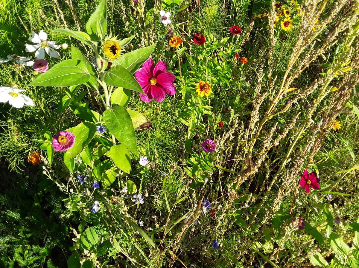 Wildblumen für Trockenwiese 4m2: Lubera.de