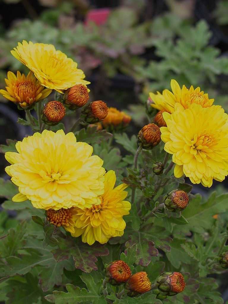 Chrysanthemen Bienchen Lubera