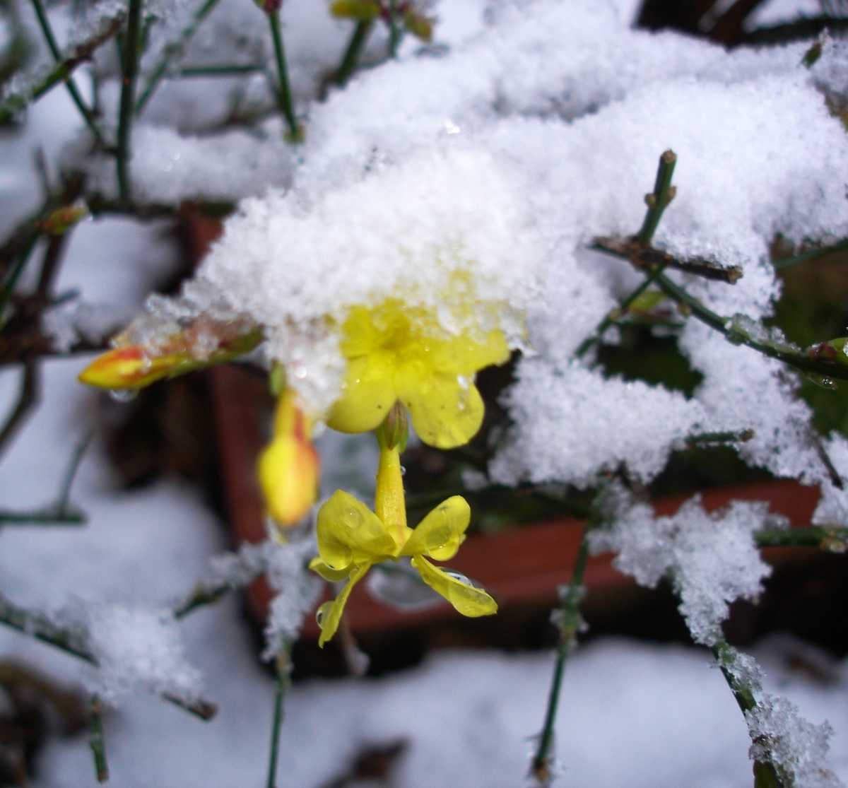 Winter-Jasmin (Jasminum nudiflorum)
