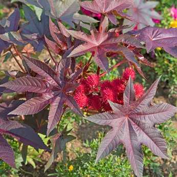 Wunderbaum, Ricinus communis