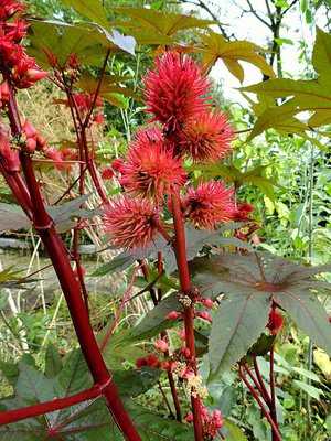 Wunderbaum (Ricinus communis): Aussaat, Anzucht & Pflege