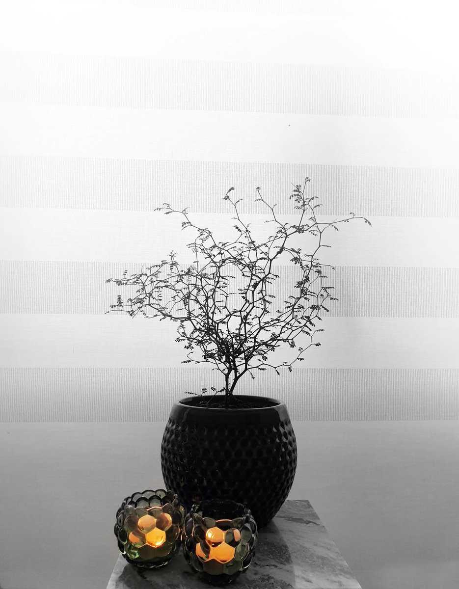 Corokia cotoneaster als Bonsai