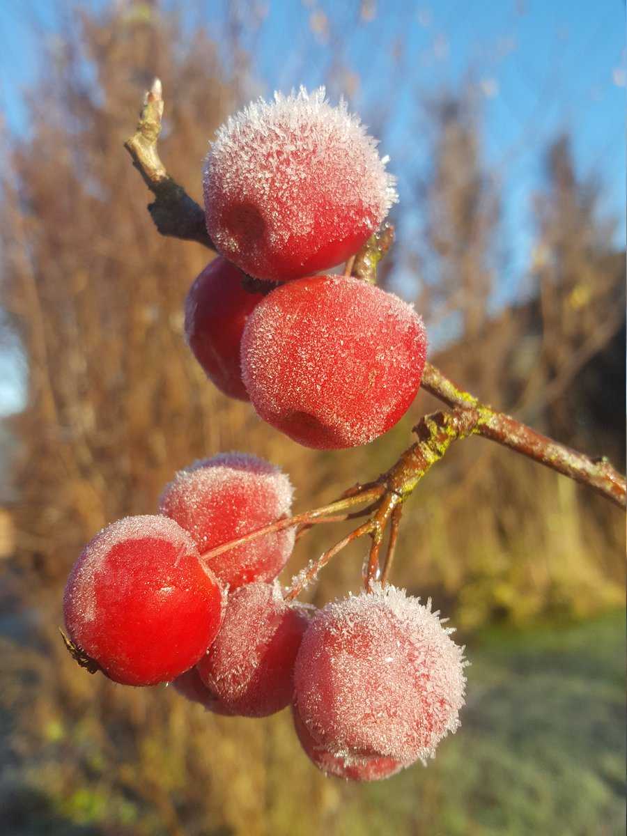 Zieräfpfel gefroren