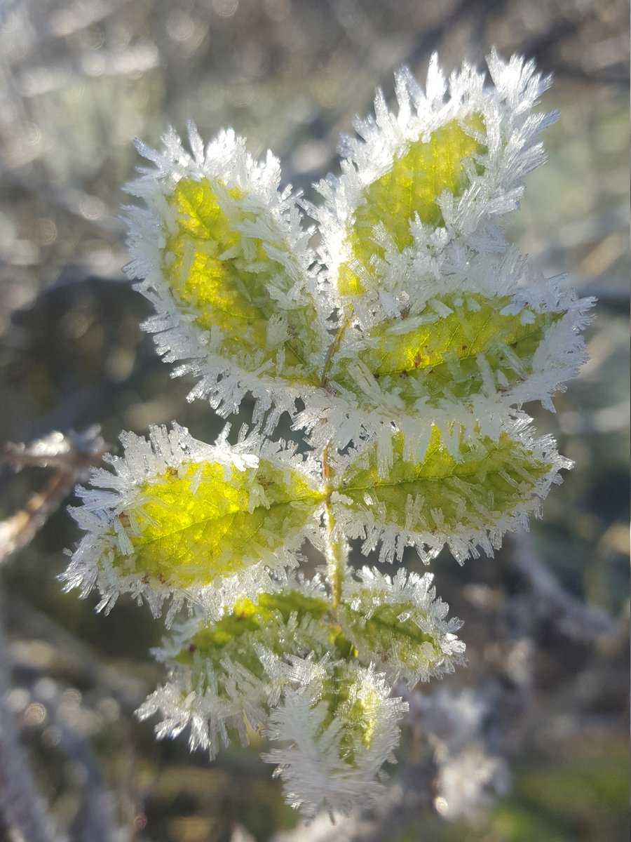 Zieräfpel Blatt gefroren