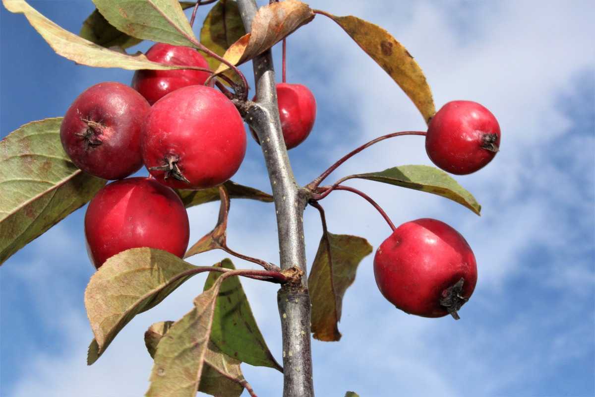 Декоративные яблони купить. Яблоня Malus eleyi. Яблоня Невиль Копеман. Яблоня Malus purpurea.