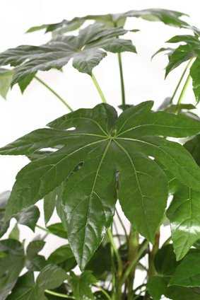 + seltene Aralie  Fatsia japonica immergrün Zimmerpflanze ! 