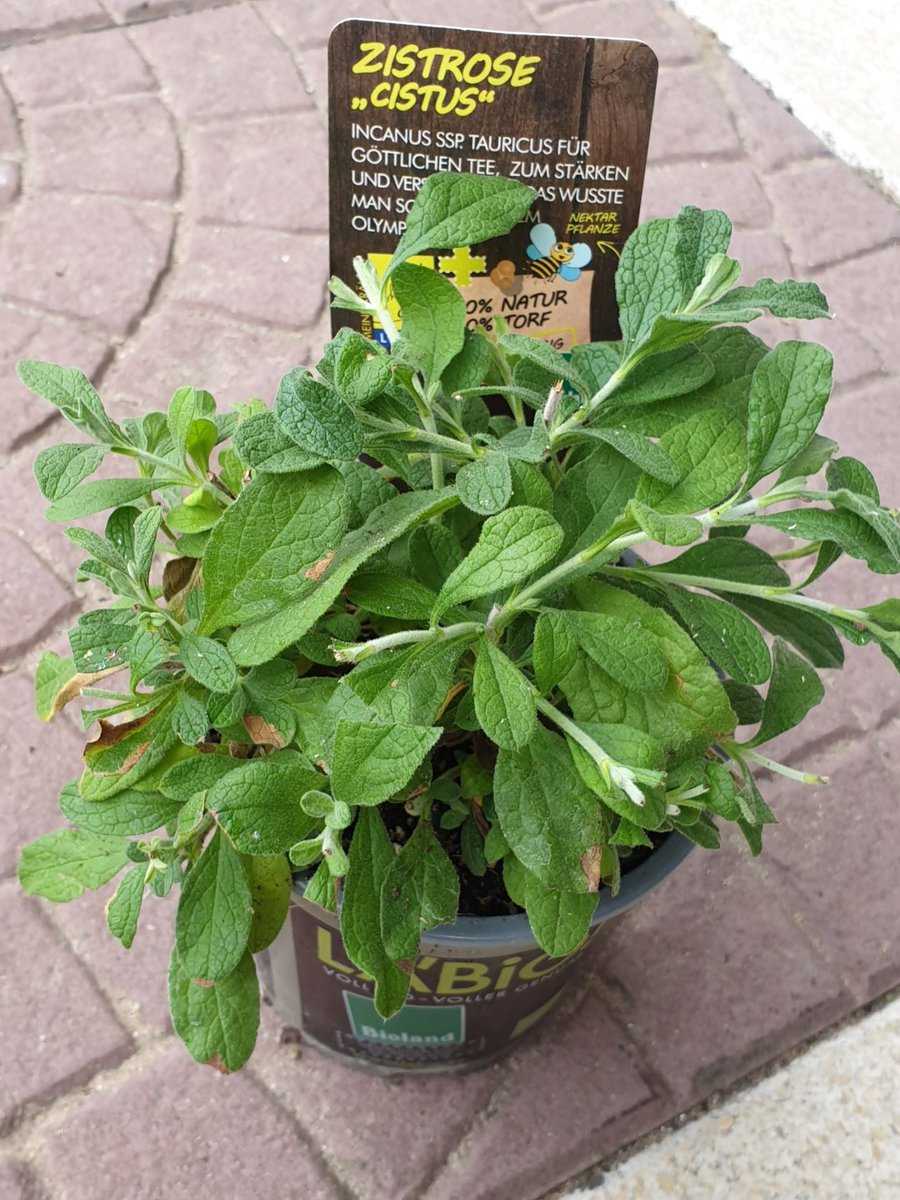 Cistus bevorzugt trockene Substrate