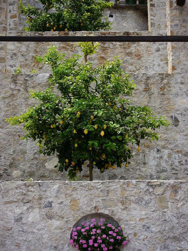 Zitronenbaum schneiden