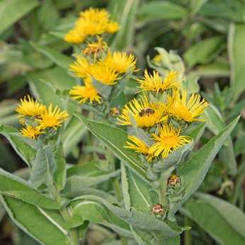 Zwerg Alant inula ensifolia in voller Blüte