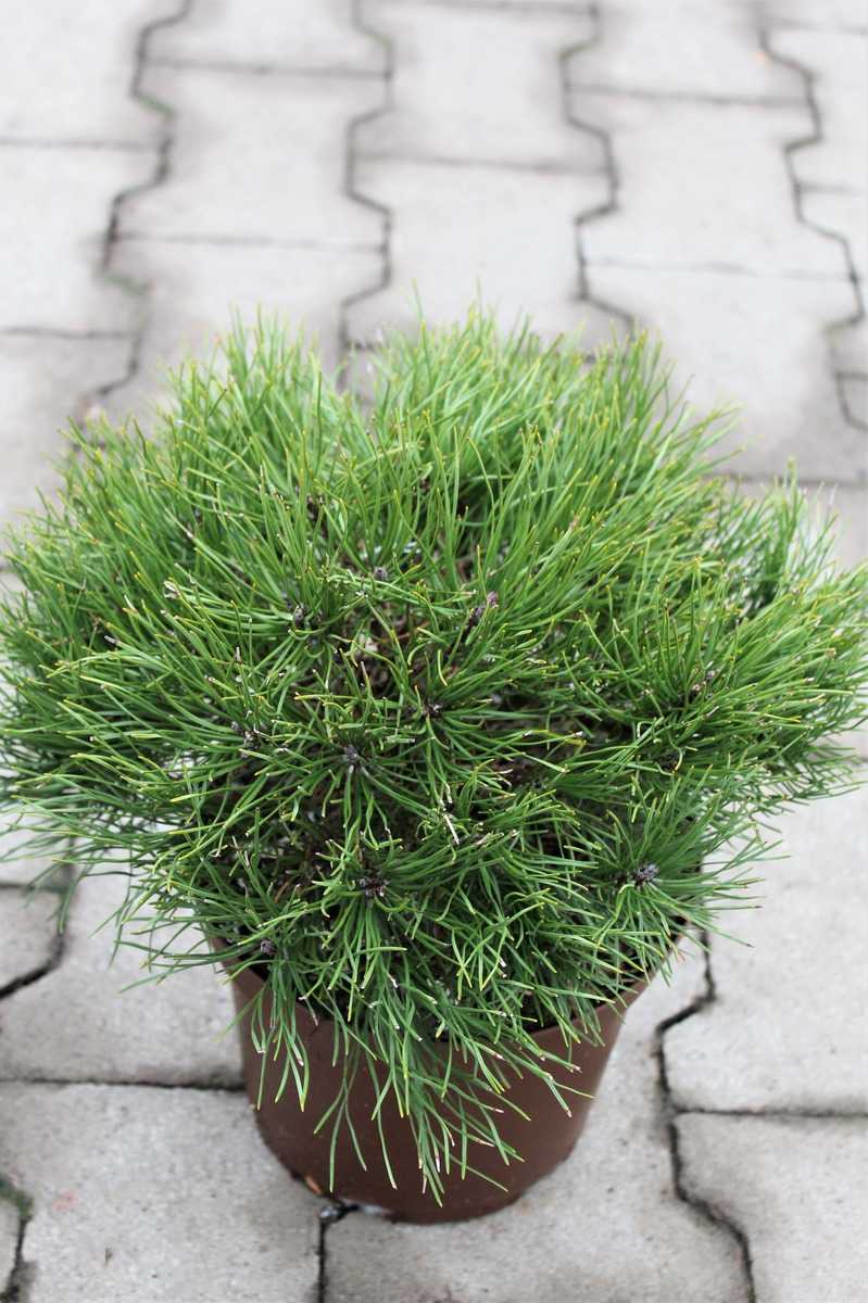 Pinus mugo pumilio Typ Tirol Zwergbergkiefer Typ Tirol 
