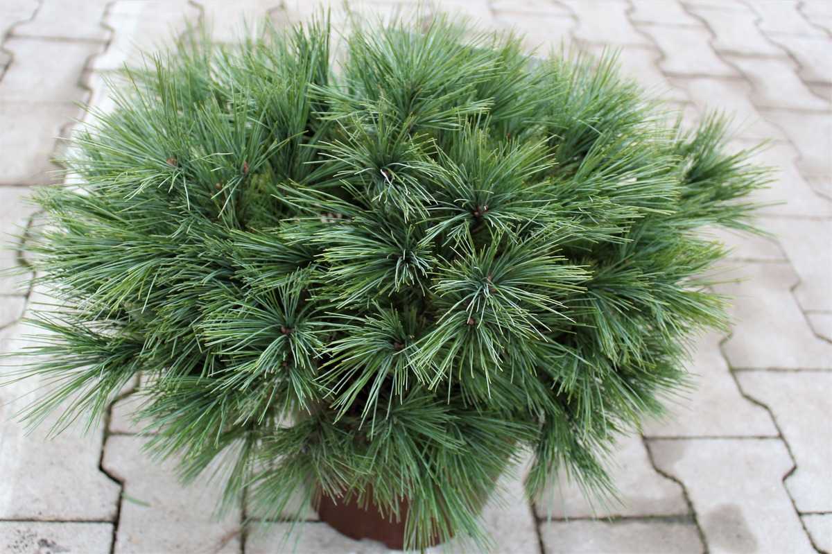 Seidenkiefer Zwerg Pinus strobus " Minima " 20-25 cm 