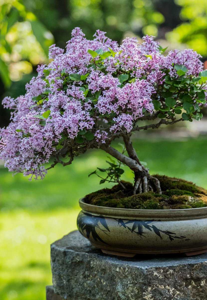 Zwergflieder als Bonsai