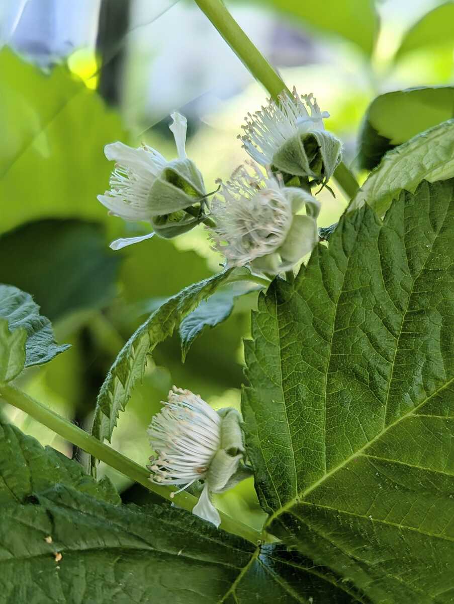 bio gurken dünger Flüssigdünger für Gurken main image 1