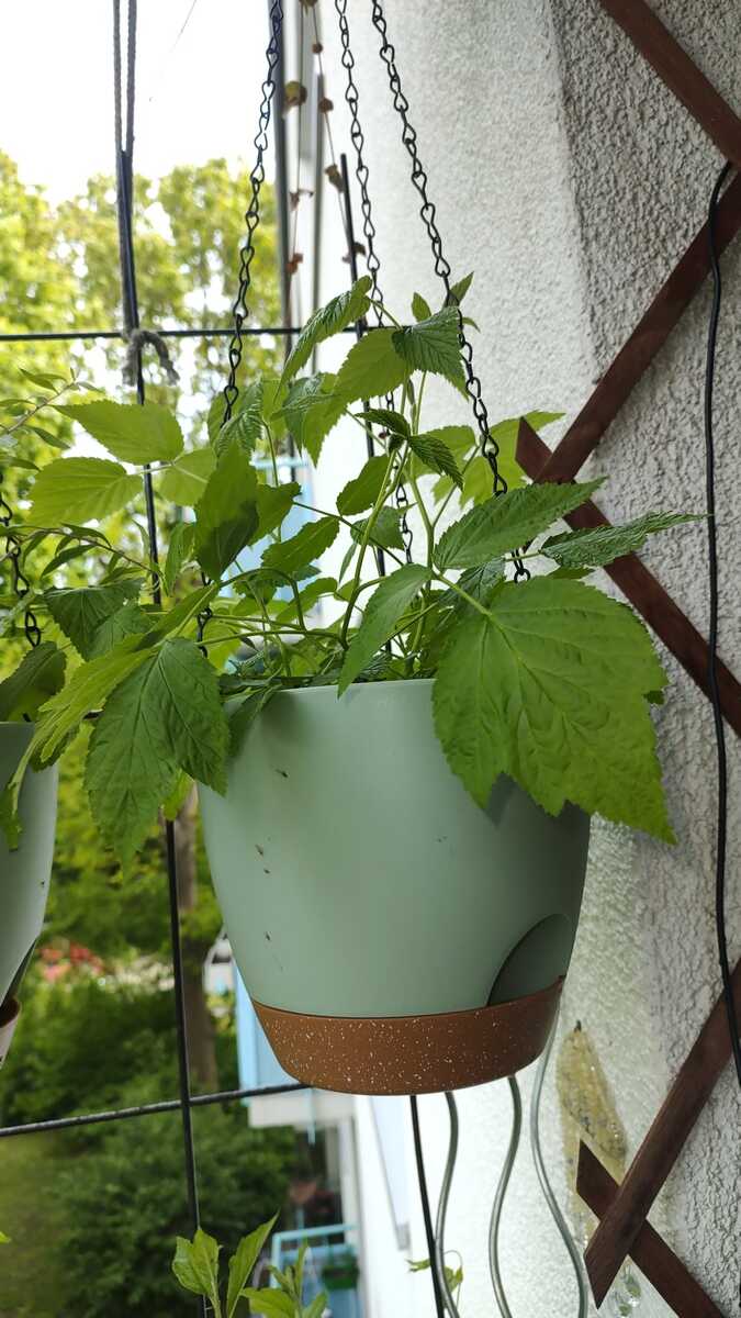 philodendron sidori Sodiroi Philodendron – Plant Detectives
