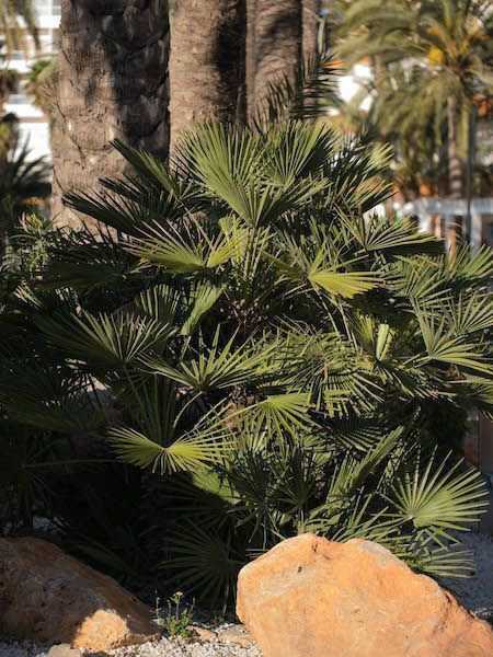 In mediterranen Gärten macht sich  Chamaerops Humilis gut