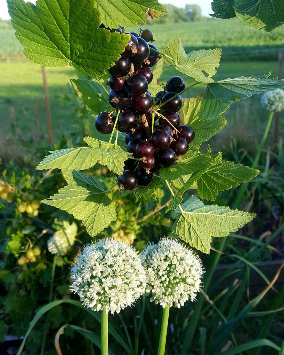 Zwiebelblüte mit Black Marble Ranka Tessin