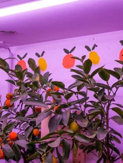  violettes Licht für Pflanzen