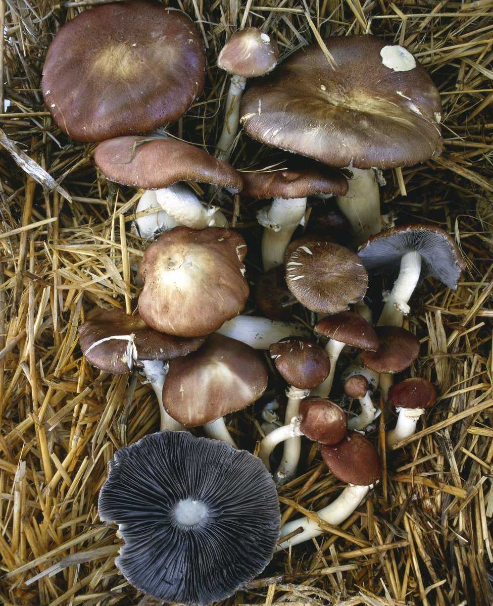 Braunkappen Pilze mögen einen schattigen und warmen Standort