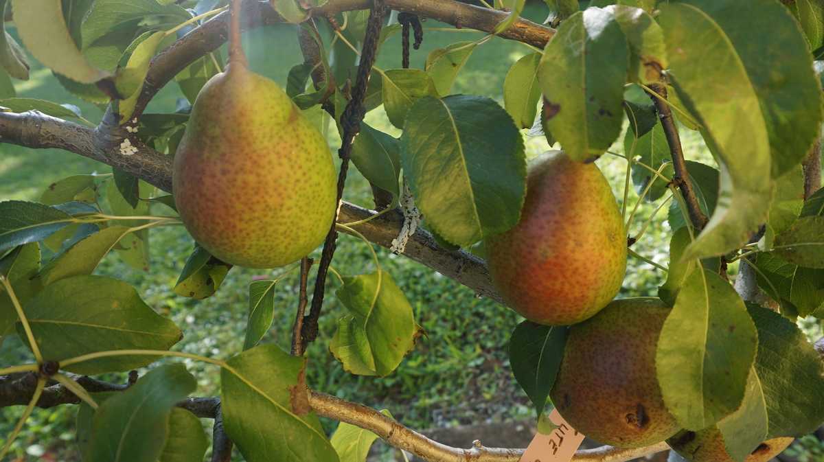 | kaufen aus Luise Gute communis Baumschule Pyrus frisch der Birne