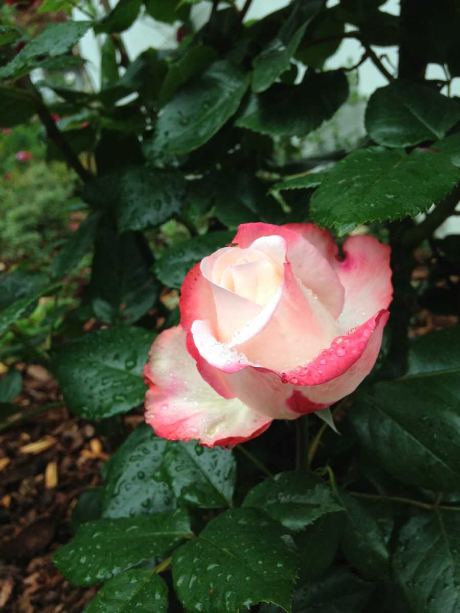 Rose Nostalgie® | Billiger Donnerstag