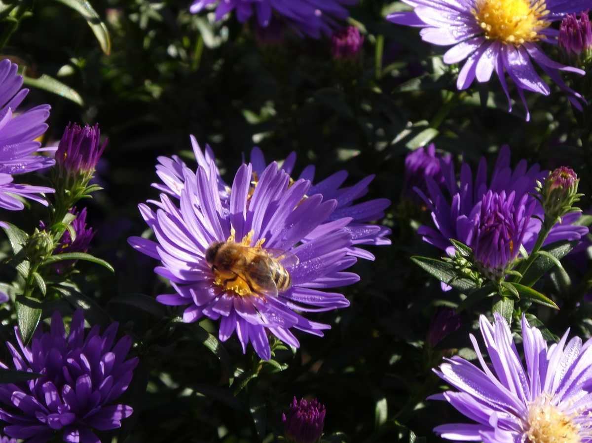 Aster dumosus 'Prof. Anton Kippenberg'