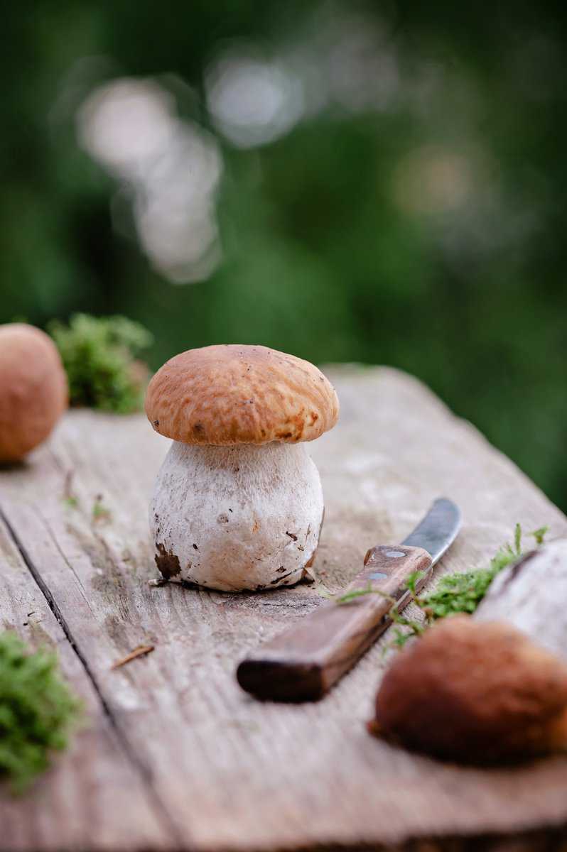 Steinpilze richtig züchten