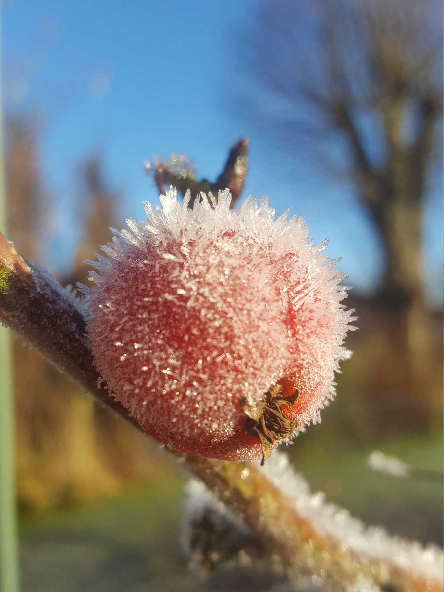 Zieräfpel gefroren