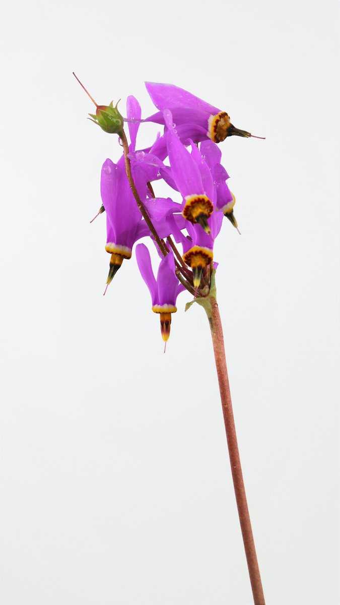 Götterblume (Dodecatheon)