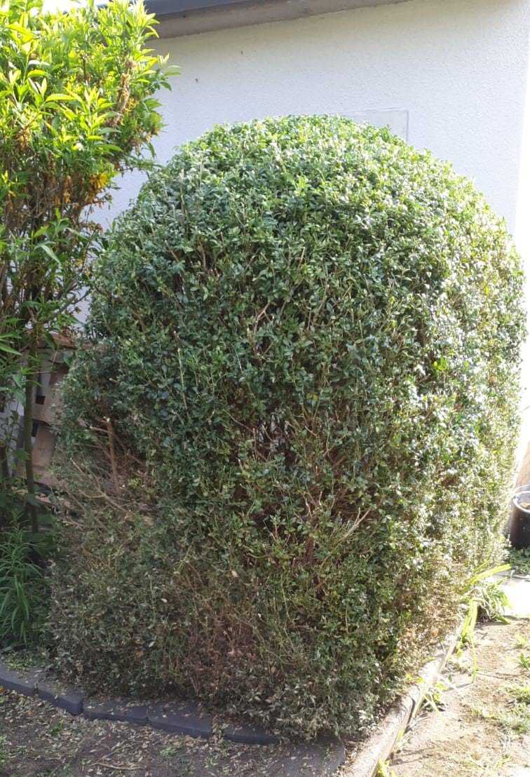 Buchbaum nach Rückschnitt