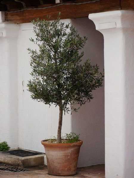 Eine geschtzte Nische bewahrt den Olivenbaum im Topf vor widrigen Wetterbedingungnen