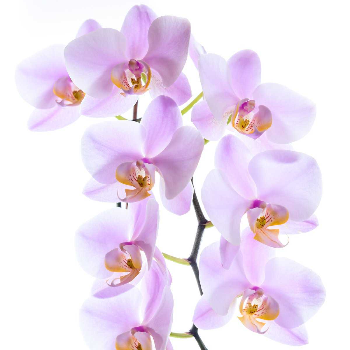 Orchideen richtig im Glas einpflanzen.