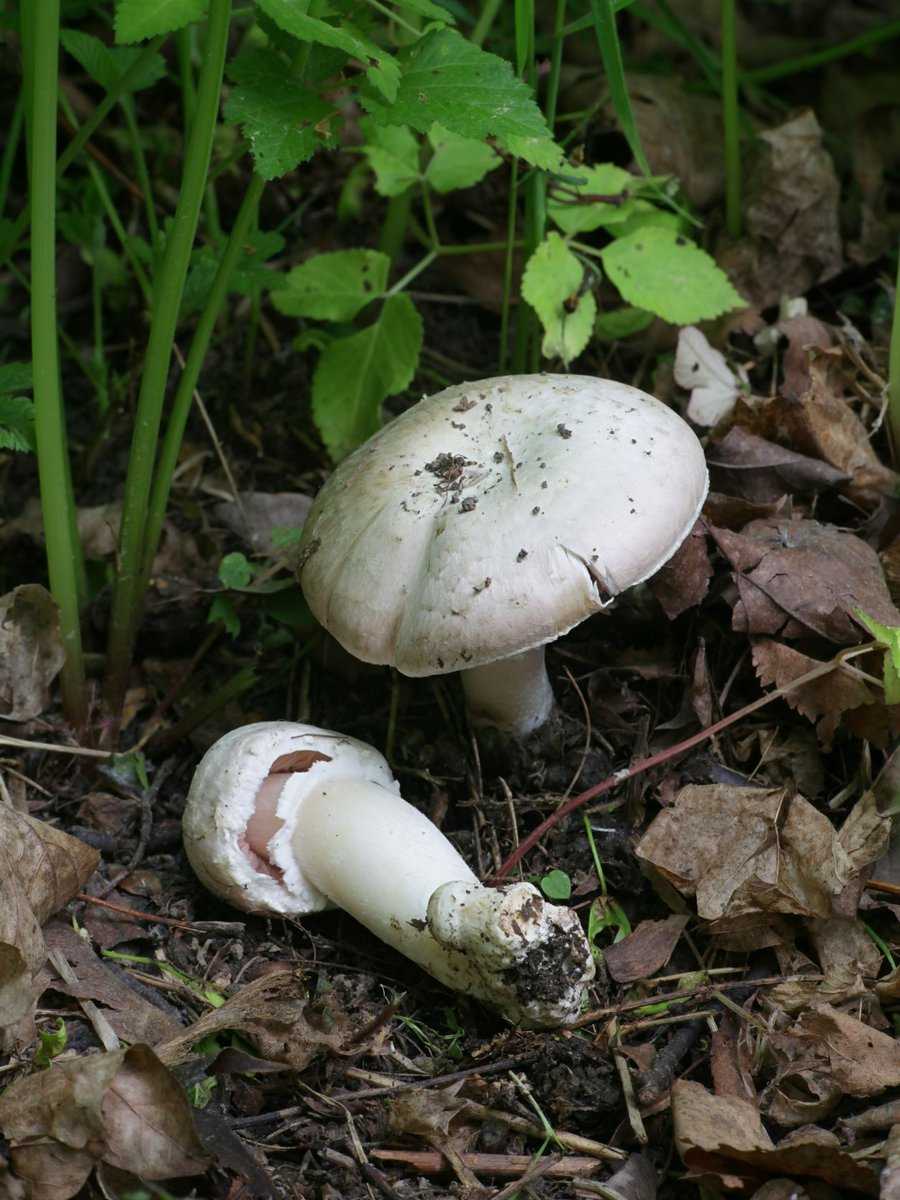 Schafchampignon, Anis-Champignon