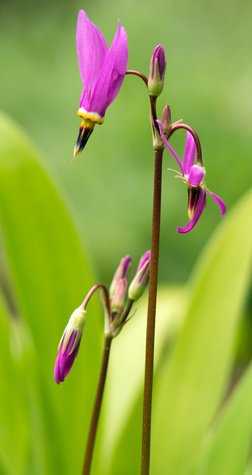 Pinkfarbene Götterblume (Dodecatheon)