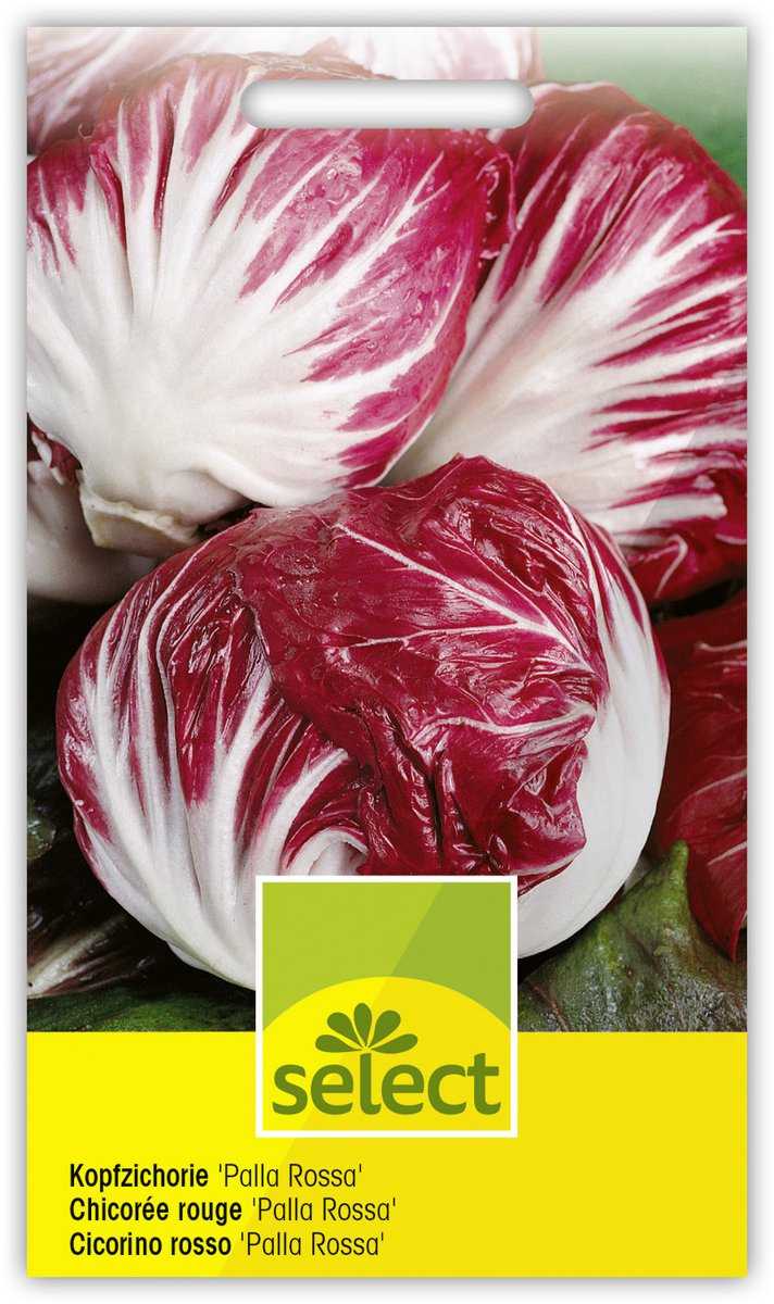 200 Samen Blattzichorie-Mix Radicchio Chicoree Cichorium Schnittpflanzen Salat 