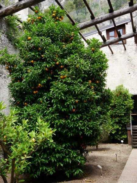 Limonaia