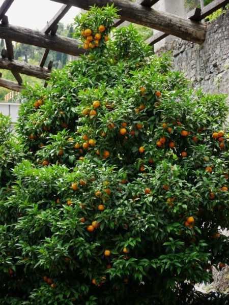 Citrus aurantium