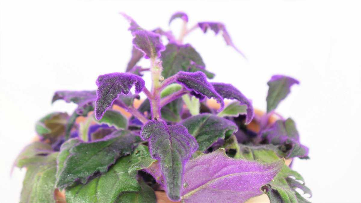 Samtblatt Gynura Purple Passion Samtnessel lilafarbene Pflanze