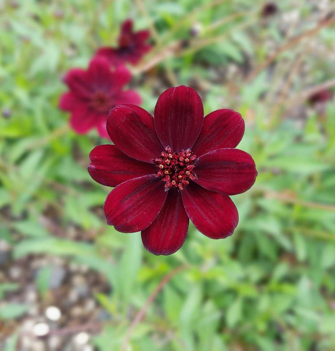 Schokoladenblume richtig überwintern.