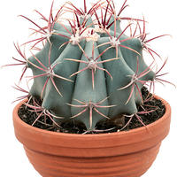 Ferocactus stainesii