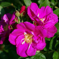 Rosa rugosa ‘Rotes Meer’