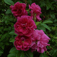 Rosa rugosa 'Roseraie de l'Hay'