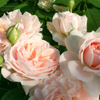 ‘Garden of Roses’